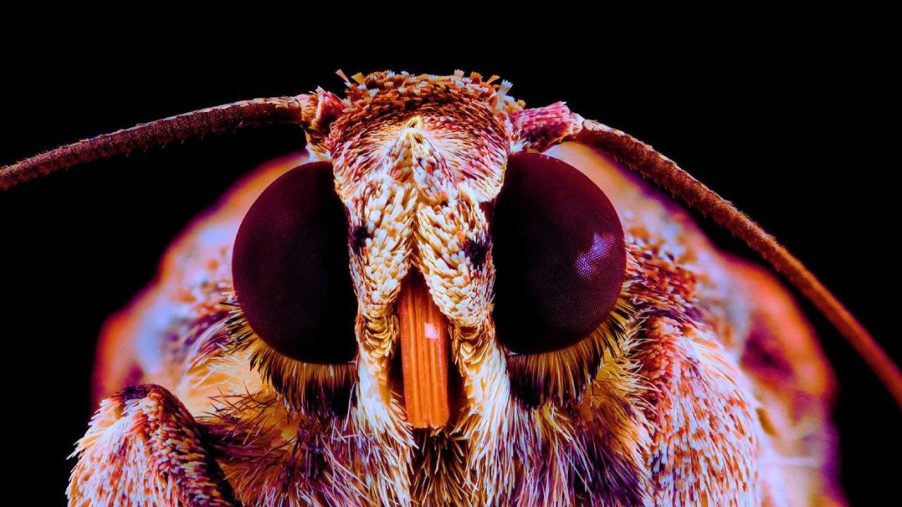 FDA Fully Approves Novavax Covid “Vaccine” Grown in Infected Insect Cells.
https://modernity.news/20...