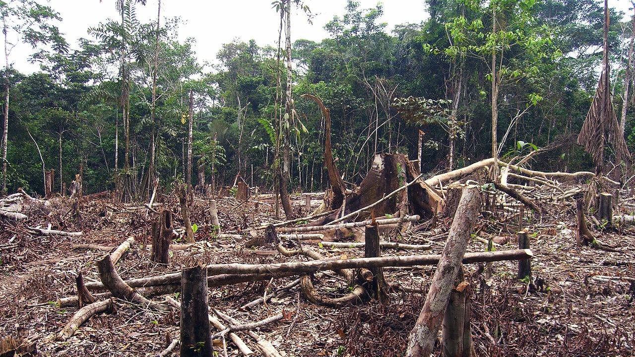 500K Balsa Trees Illegally Logged In The Amazon Every Year To Feed Global Wind Turbine Demand