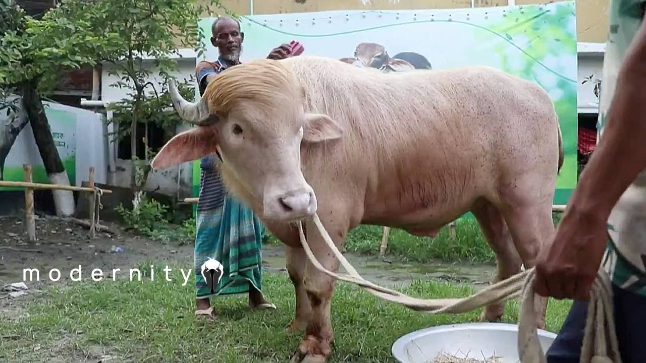 Muslims Eid Worshippers Brag About Sacrificing &lsquo;Trump&rsquo; And &lsquo;Netanyahu&rsquo; Buffalos - modernity