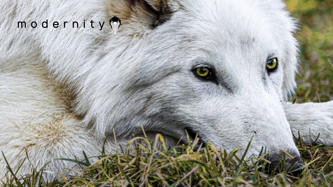 De-Extinct DIRE WOLVES Ready To Breed; Bioscience Company Pushes Forward Multiple Projects