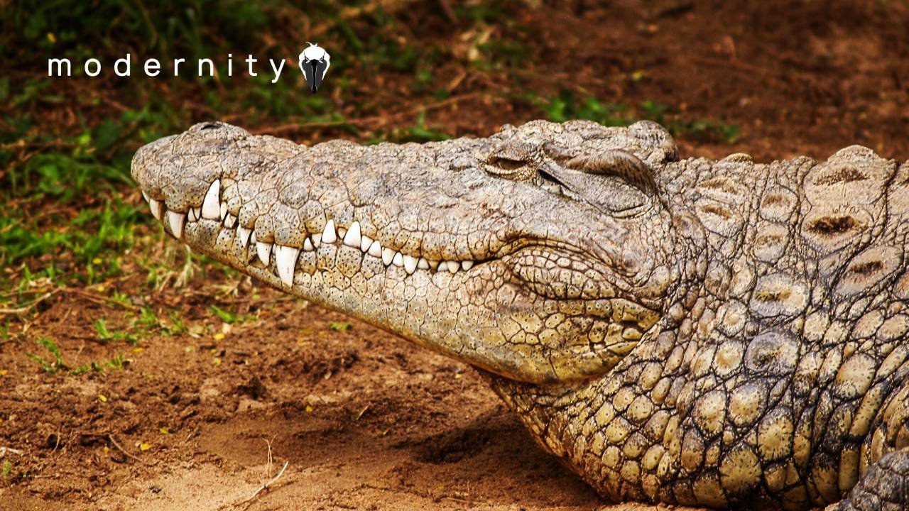 Outrage As Suspect In Toddler Crocodile Attack RELEASED On Bail; Identity Still Hidden
