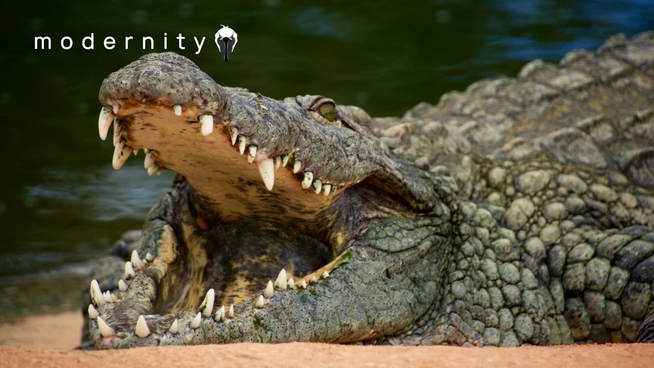 Speculation EXPLODES As Toddler Thrown Into CROCODILE Enclosure At UK Zoo - modernity